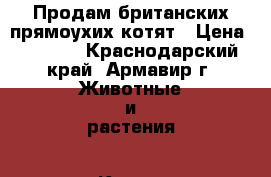 Продам британских прямоухих котят › Цена ­ 2 500 - Краснодарский край, Армавир г. Животные и растения » Кошки   